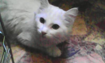 Котовторник 4.02.2014