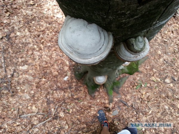 Дорога из Киева и из Москвы в Ялту.