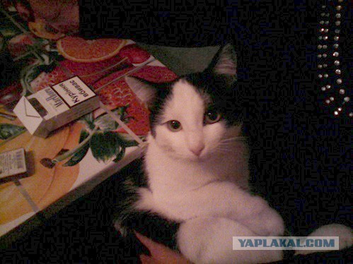 Котовторник 16.12.2014