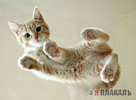 Коты Среды