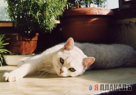 Вторничный котомёт!