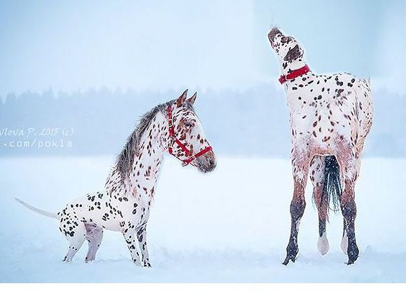 Братья и сестры от разных матерей.