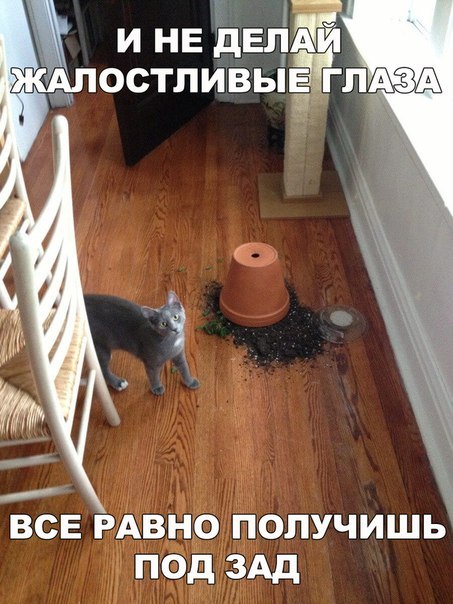 Прикольные животные