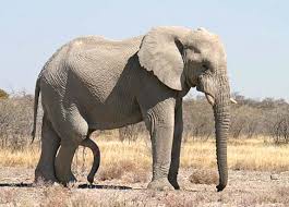 Не мешайте слонику кушать