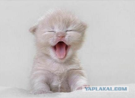 Котовторник