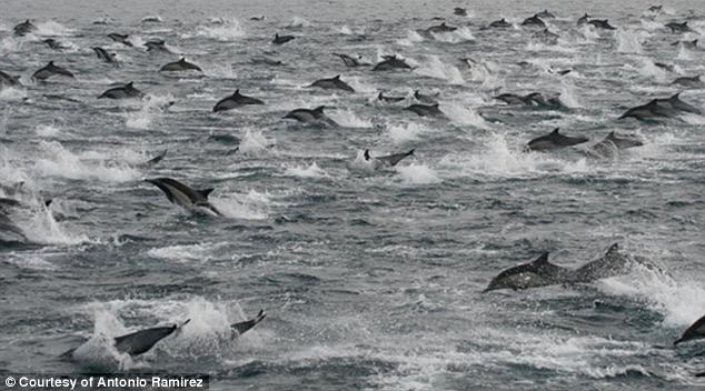 100 000 дельфинов покидают США