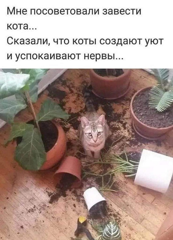 Картинки с надписями и анекдоты