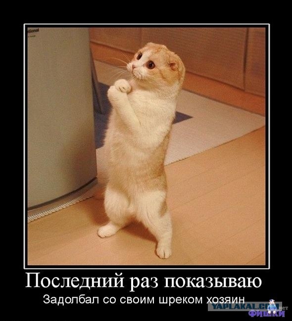 Угарный котейка