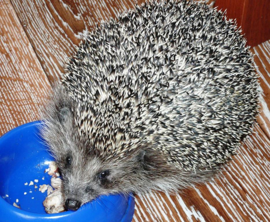 Ёжики животные. Ошейниковый ёж. Большой еж как называется. Европейский белобрюхий еж. Южнокитайский еж.