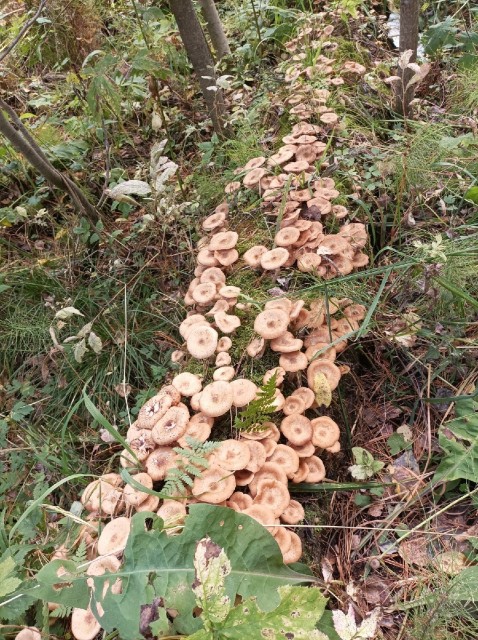 Выбрался в лесок грибов на зиму заготовить