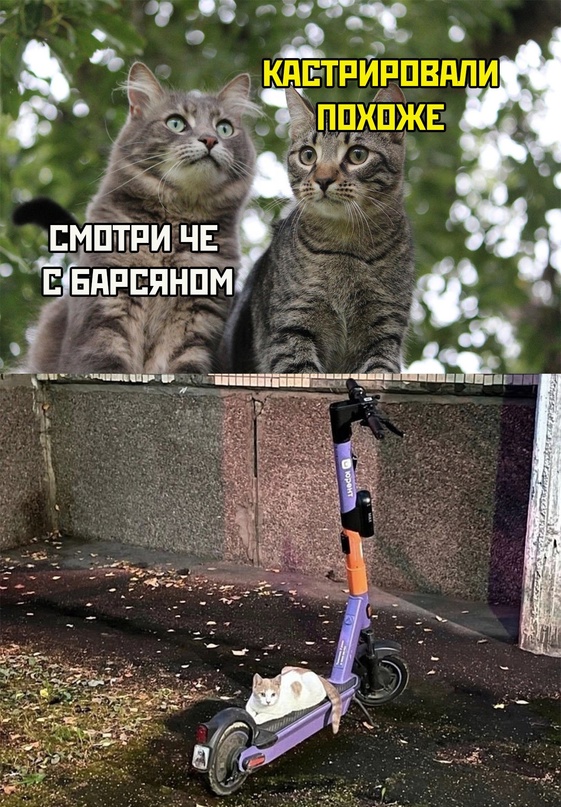 Весёлый полтишок 10.06.24