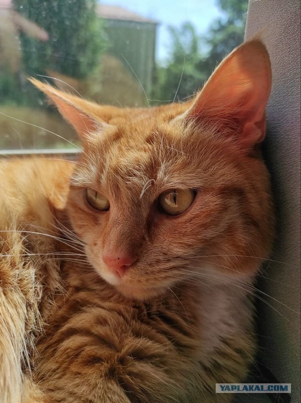 Котовторник же!