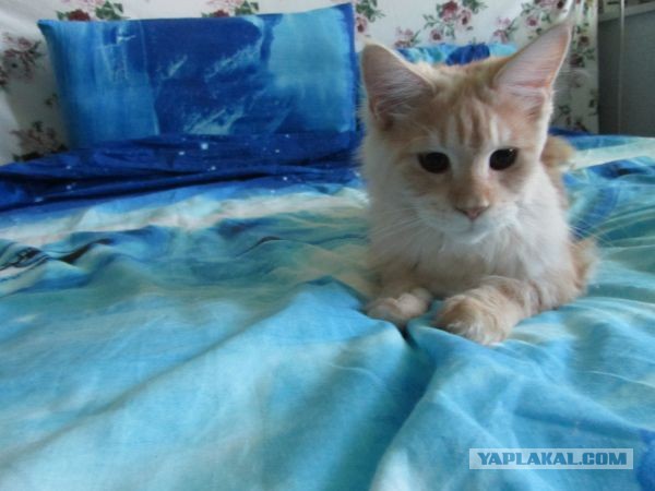 Котовторник 23.07.2013