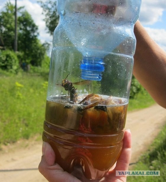 Радикальные меры борьбы с шершнями.