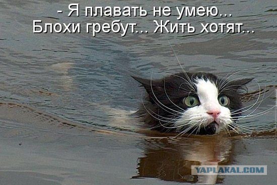 Подборка смешных картинок