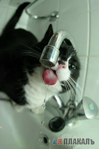 Коты, кошки, котята