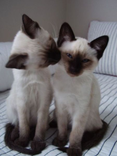 Коты и Кошки