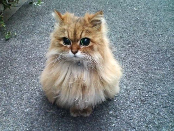 Коты и Кошки