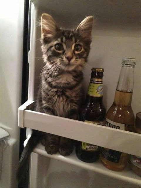 Коты и Кошки