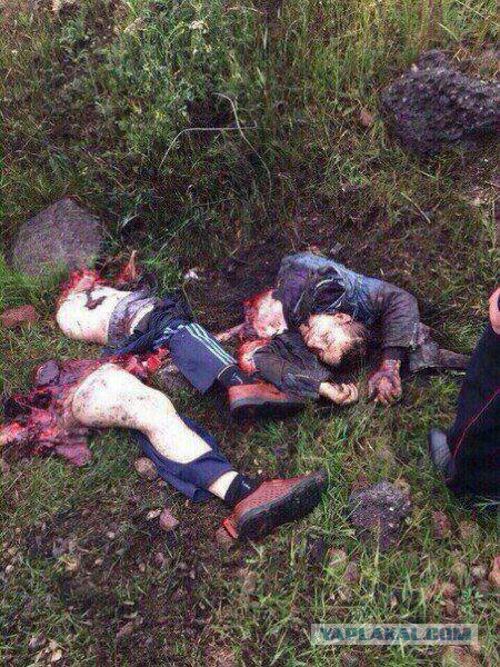 Тигр ворует собаку 18+