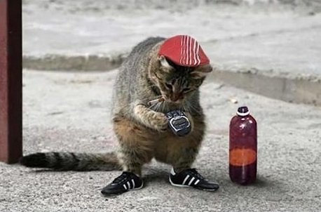 Кот - матерщинник