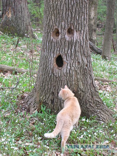 Кошак в шоке
