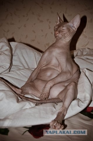 Новогодний Котовторник 01.01.2013