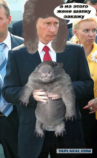 Плати Налоги Бобер