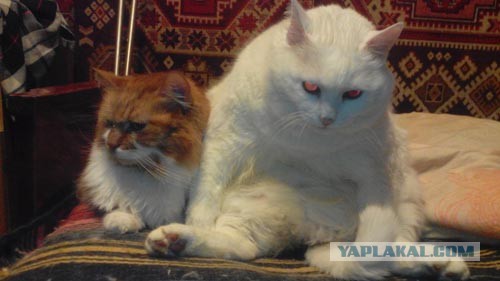 Международный день домашних животных