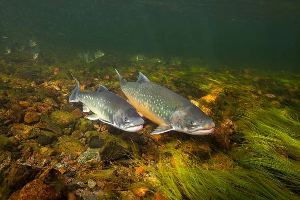 Арктический голец: Северная пресноводная рыба. Её изменчивость вызывает уйму вопросов