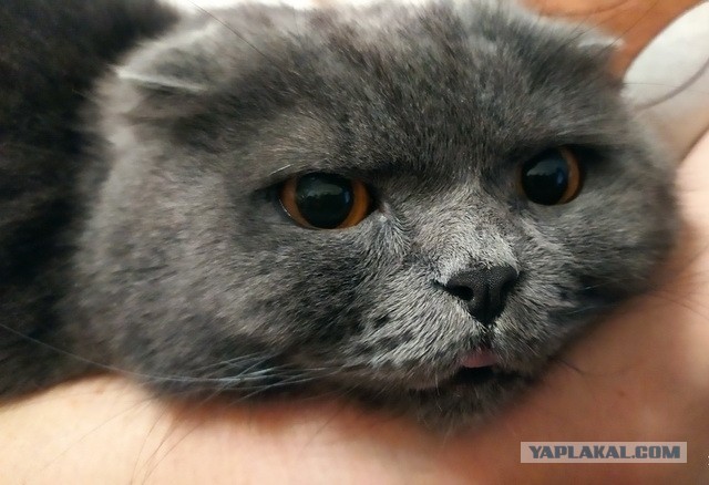 С котовторником ЯПовцы