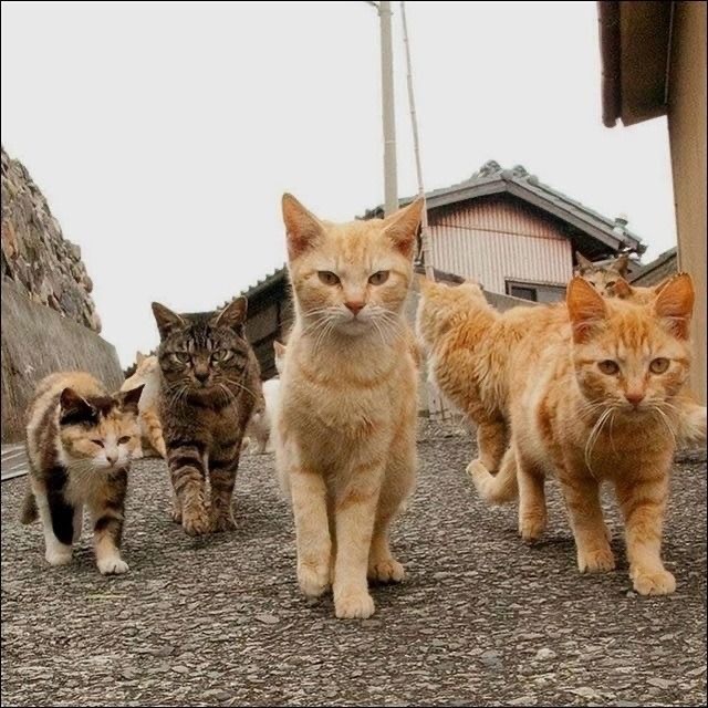 День уважения кошки