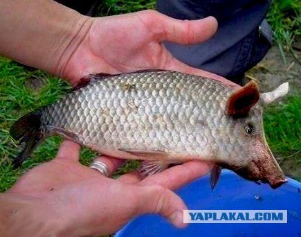 На Майдане посадили огород и строят свинарник.