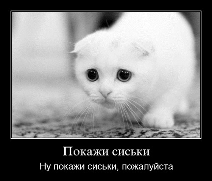 Домашний африканский Сервал живет у знакомых дома.