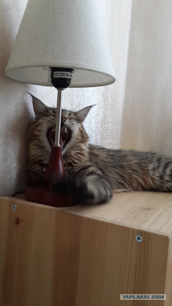 А у тебя есть фото твоей зевающей котейки ?