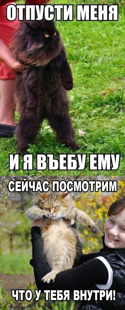 Я въебу тебе картинки