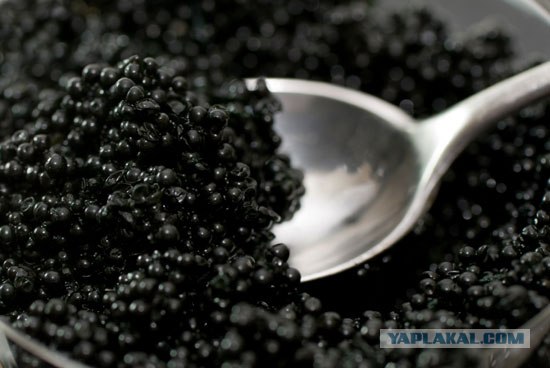 Мисс Интернет Дальнего Востока 2013