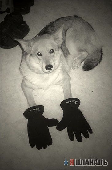 СОБАКИ и ЩЕНКИ. Все про собак!