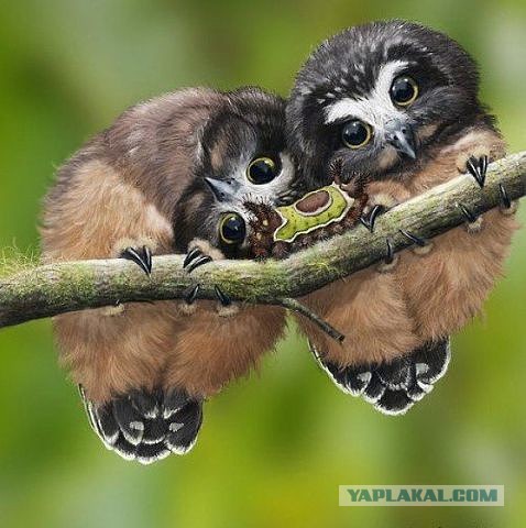 Эти глаза напротив. Калейдоскоп.