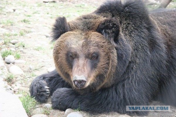 Спасение медведя Цезаря из китайской фермы по производству желчи