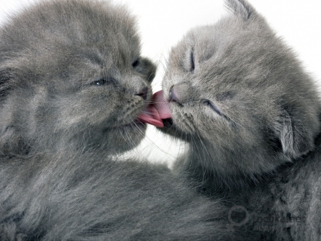 Коты и Кошки