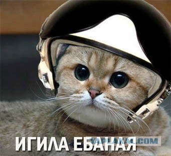 Первый кот в походе боевых кораблей ВМФ России к берегам Сирии