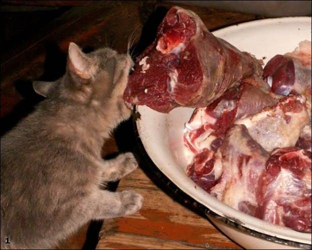 Коты и Кошки