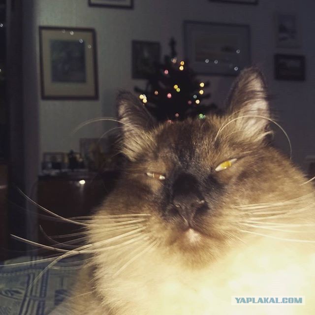 Котовторник  10.10.2017
