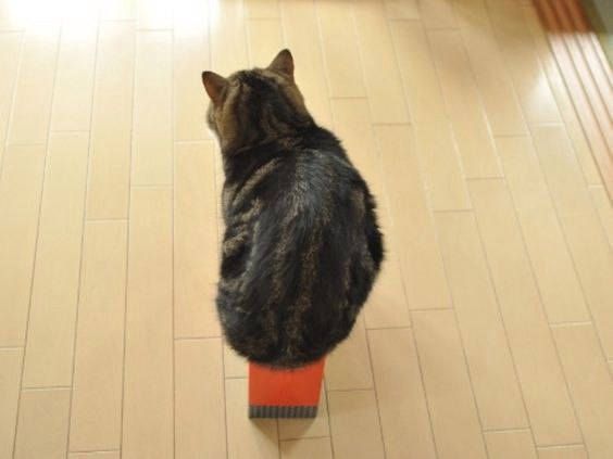 Коты и Кошки