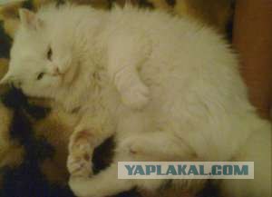 Сегодня котовторник, а котиков все нет