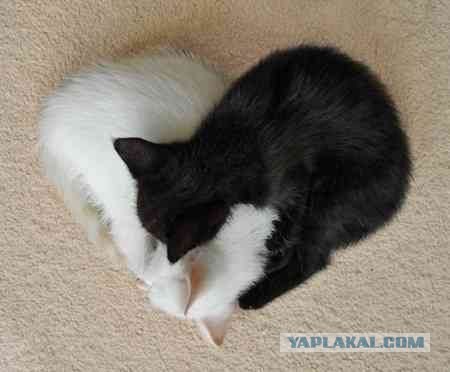 Котовторник. А как же?!