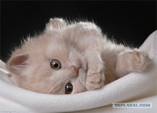 Котейкин вторник! Космический 12.04!