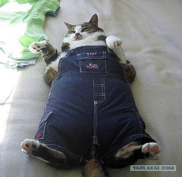 Котовторник