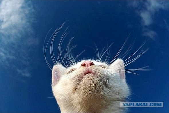 Котовторник на середину июня